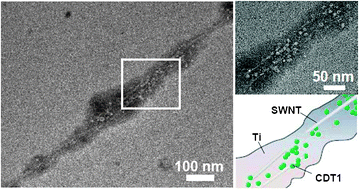 Graphical abstract: A novel bifunctional protein supramolecule for construction of carbon nanotube–titanium hybrid material