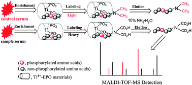 Graphical abstract: Phosphoric acid functionalized mesoporous organo-silica (EPO) as the adsorbent for in situ enrichment and isotope labeling of endogenous phosphopeptides