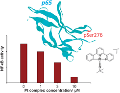 Graphical abstract: Inhibition of TNF-α stimulated nuclear factor-kappa B (NF-κB) activation by cyclometalated platinum(ii) complexes