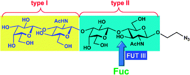 Graphical abstract: Unexpected structure of a C. difficiletoxin A ligand necessitates an annotation correction in a popular screening library