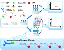 Graphical abstract: A supersandwich multienzyme–DNA label based electrochemical immunosensor