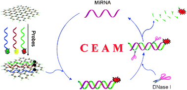 Graphical abstract: Graphene oxide-protected DNA probes for multiplex microRNA analysis in complex biological samples based on a cyclic enzymatic amplification method