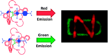 Graphical abstract: Thermally-activated chemiluminescent squaraine rotaxane endoperoxide with green emission