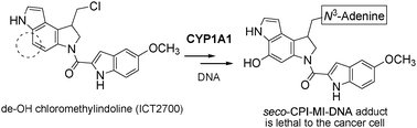 Graphical abstract: Modification of the duocarmycin pharmacophore enables CYP1A1 targeting for biological activity