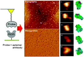 Graphical abstract: Following aptamer–ricin specific binding by single molecule recognition and force spectroscopy measurements