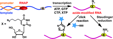 Graphical abstract: Posttranscriptional chemical functionalization of azide-modified oligoribonucleotides by bioorthogonal click and Staudinger reactions