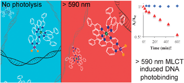 Graphical abstract: Metal to ligand charge transfer induced DNA photobinding in a Ru(ii)–Pt(ii) supramolecule using red light in the therapeutic window: a new mechanism for DNA modification