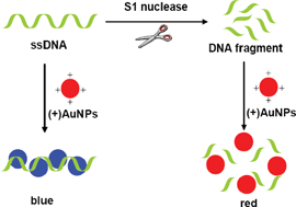 Graphical abstract: Naked-eye sensitive detection of nuclease activity using positively-charged gold nanoparticles as colorimetric probes