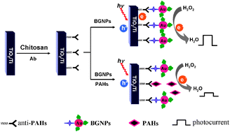 Graphical abstract: A photoelectrochemical immunosensor for benzo[a]pyrene detection amplified by bifunctional gold nanoparticles
