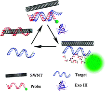 Graphical abstract: A novel exonuclease III aided amplification method for sensitive nucleic acid detection based on single walled carbon nanotube induced quenching