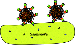Graphical abstract: Multifunctional nanoprobes for pathogen-selective capture and detection