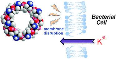 Graphical abstract: Mimicking an antimicrobial peptide polymyxin B by use of cyclodextrin