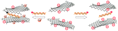 Graphical abstract: Capture of double-stranded DNA in stacked-graphene: giving new insight into the graphene/DNA interaction