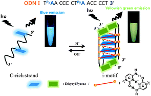 Graphical abstract: Monitoring i-motif transitions through the exciplex emission of a fluorescent probe incorporating two PyA units