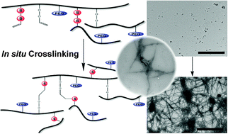 Graphical abstract: The reverse of polymer degradation: in situ crosslinked gel formation through disulfide cleavage
