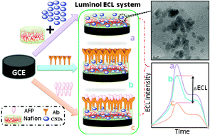 Graphical abstract: Label-free electrochemiluminescent immunosensor for α-fetoprotein: performance of Nafion–carbon nanodots nanocomposite films as antibody carriers