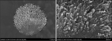 Graphical abstract: Self-assembly of CdTe QDs into urchin-like microspheres by the assistance of a long-chain ionic liquid monolayer