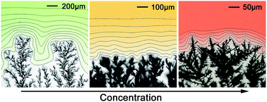 Graphical abstract: In situ studies of different growth modes of silver crystals induced by the concentration field in an aqueous solution