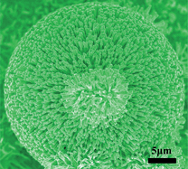 Graphical abstract: ZnO microrod arrays grown on a curved sphere surface and their optical properties