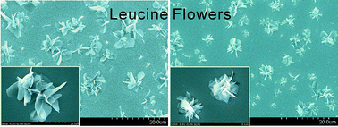 Graphical abstract: Synthesis of leucine micro/nanocrystals for pharmaceutical applications