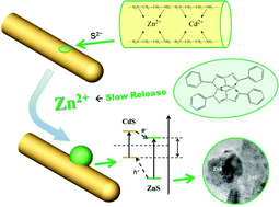 Graphical abstract: Mixed-solvothermal slow release synthesis of ZnxCd1−xSynanorods with high visible light photocatalytic activities