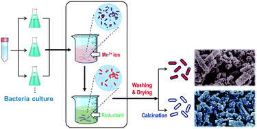 Graphical abstract: Synthesis of manganese oxide nanostructures using bacterial soft templates