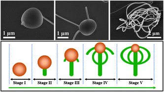 Graphical abstract: Unconventional vapor–liquid–solid growth of SiO2 nanooctopuses