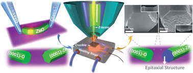 Graphical abstract: In situ growth and density-functional-theory study of polarity-dependent homo-epitaxial ZnO microwires