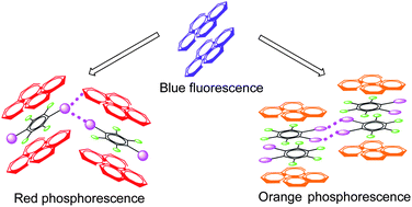 Graphical abstract: Cocrystals assembled by pyrene and 1,2- or 1,4-diiodotetrafluorobenzenes and their phosphorescent behaviors modulated by local molecular environment