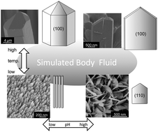 Graphical abstract: Morphological variation of hydroxyapatite grown in aqueous solution based on simulated body fluid