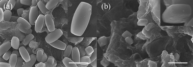Graphical abstract: Crystal facets controlled synthesis of graphene@TiO2 nanocomposites by a one-pot hydrothermal process