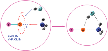 Graphical abstract: Halogen as halogen-bonding donor and hydrogen-bonding acceptor simultaneously in ring-shaped H3N·X(Y)·HF (X = Cl, Br and Y = F, Cl, Br) Complexes