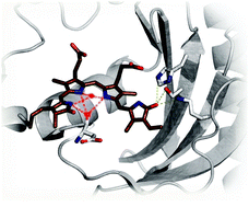 Graphical abstract: Fluorescence quantum yield and photochemistry of bacteriophytochrome constructs