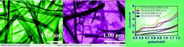 Graphical abstract: Electrocatalytic oxidation of nucleobases by TiO2 nanobelts