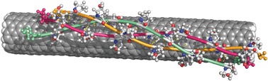 Graphical abstract: Adsorption of collagen onto single walled carbon nanotubes: a molecular dynamics investigation