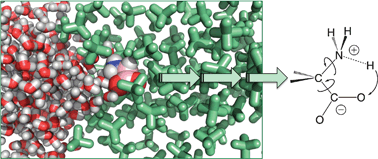 Graphical abstract: Simulation of amino acid diffusion across water/hydrophobic interfaces