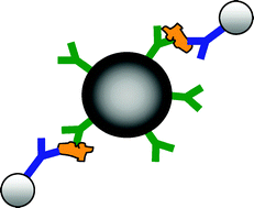 Graphical abstract: Silver nanoparticles and magnetic beads with electrochemical measurement as a platform for immunosensing devices