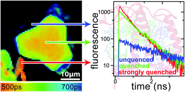 Graphical abstract: Different crystal morphologies lead to slightly different conformations of light-harvesting complex II as monitored by variations of the intrinsic fluorescence lifetime