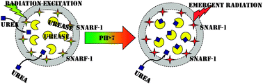 Graphical abstract: Co-encapsulation of enzyme and sensitive dye as a tool for fabrication of microcapsule based sensor for urea measuring