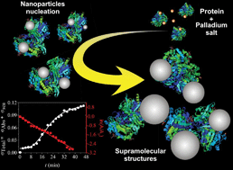 Graphical abstract: Molecular interactions and structure of a supramolecular arrangement of glucose oxidase and palladium nanoparticles