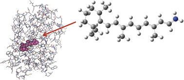 Graphical abstract: A combined quantum mechanical and molecular mechanical method using modified generalized hybrid orbitals: implementation for electronic excited states