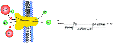 Graphical abstract: Phospholamban generates cation selective ion channels