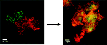 Graphical abstract: The dynamic nature of amyloid beta (1–40) aggregation