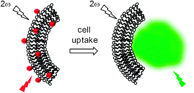 Graphical abstract: Solvatochromic dissociation of non-covalent fluorescent organic nanoparticles upon cell internalization