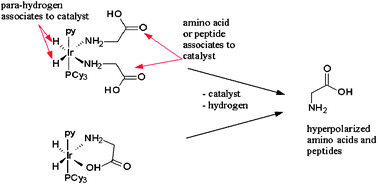 Graphical abstract: Para-hydrogen induced polarization of amino acids, peptides and deuterium–hydrogen gas