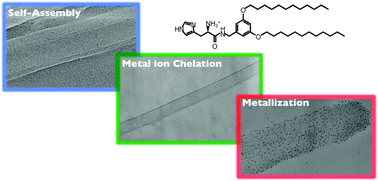 Graphical abstract: Metal-ion induced transition from multi- to single-bilayer tubes in histidine bearing lipids and formation of monodisperse Au nanoparticles