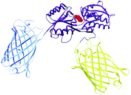 Graphical abstract: Quantitative analysis of energy transfer between fluorescent proteins in CFP–GBP–YFP and its response to Ca2+