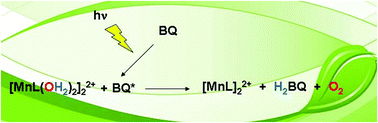 Graphical abstract: Manganese-Schiff base complexes as catalysts for water photolysis