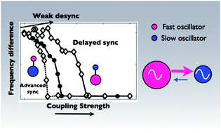 Graphical abstract: Dynamics of electrochemical oscillators with electrode size disparity: asymmetrical coupling and anomalous phase synchronization