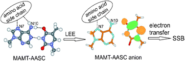 Graphical abstract: Theoretical studies on interactions between low energy electrons and protein–DNA fragments: valence anions of AT-amino acids side chain complexes